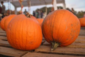 Pumpkins pumpkins